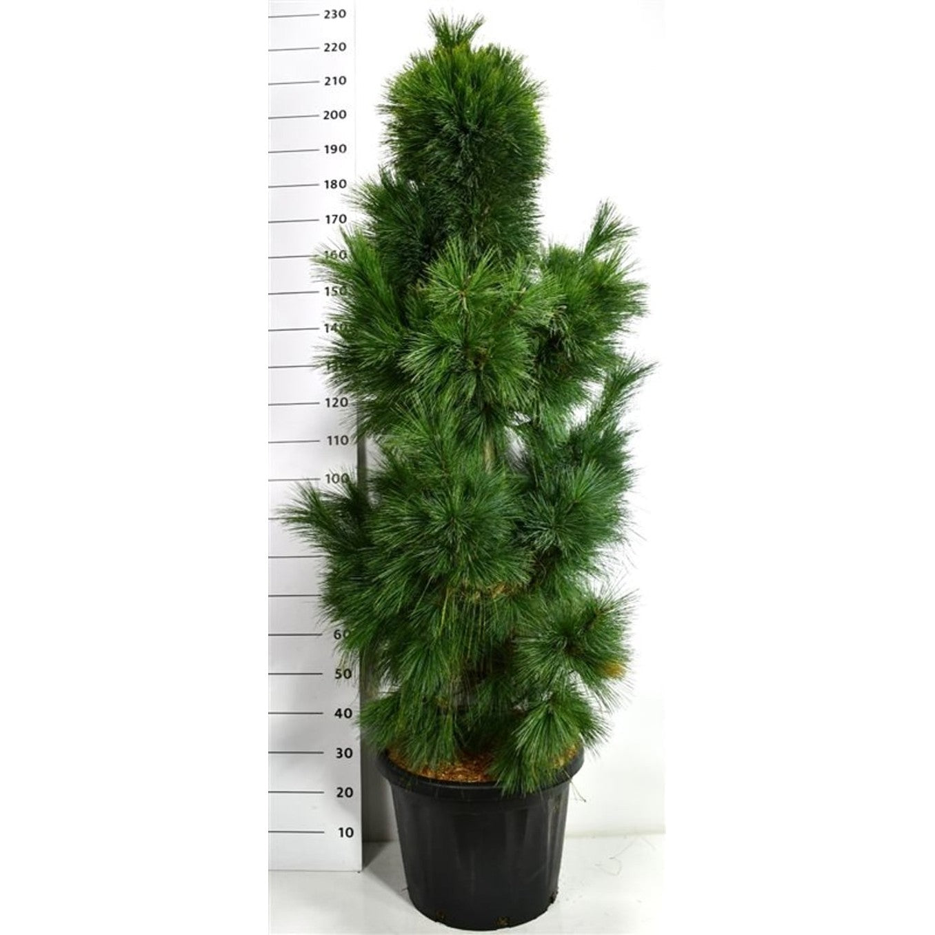 Schwerins tall – Pinus schwerinii 'Wiethorst' - C45 125-150 cm.